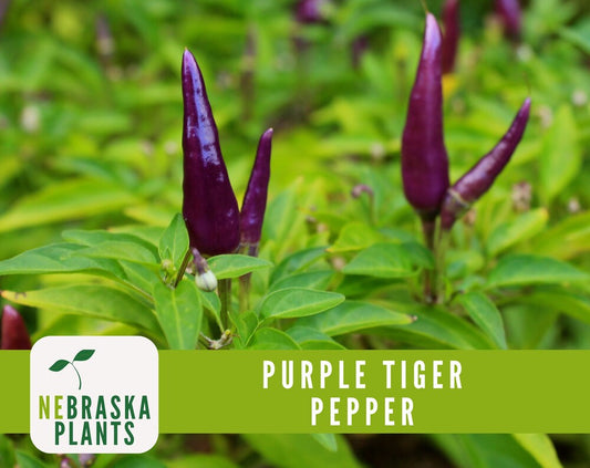 Purple Tiger Chili Pepper Seeds - Hot Chili Heirloom Garden Seeds