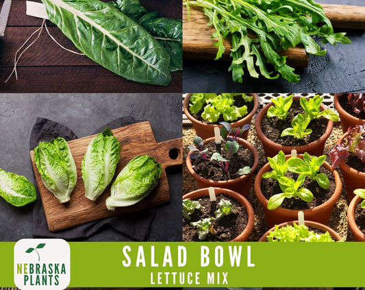 Salad Bowl Container Mix - Heirloom Lettuce Seeds